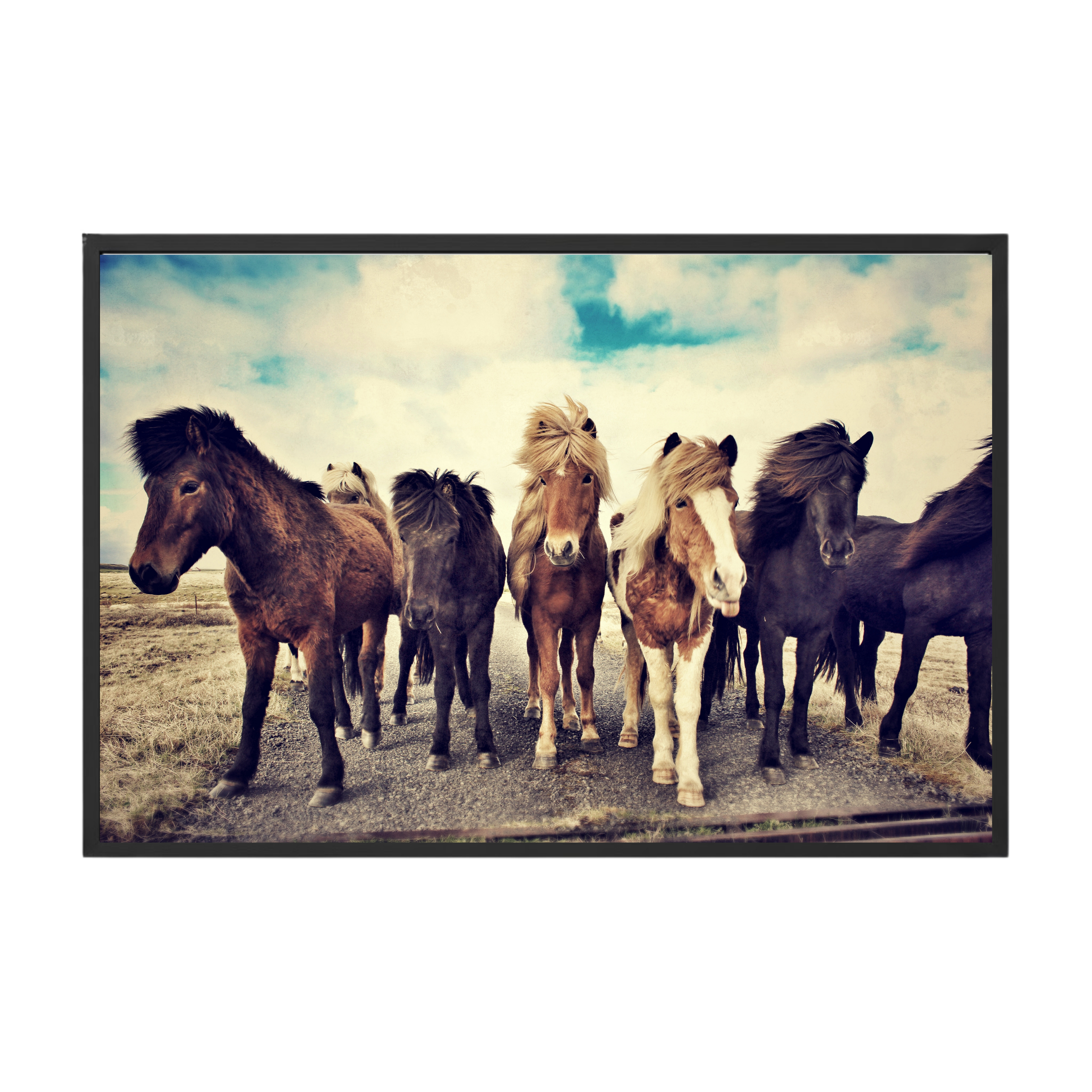 Photo of Icelandic ponies